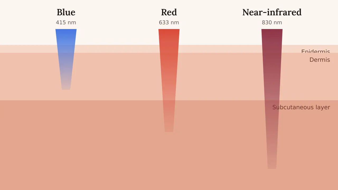 Diagram showing blue, red and near-infrared light and how deeply each reaches into the skin